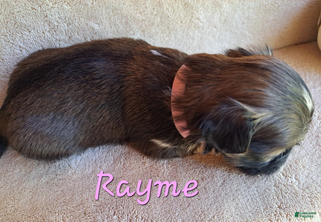 Lhasa Apso dogs for sale: AKC Rayme - Ad 2