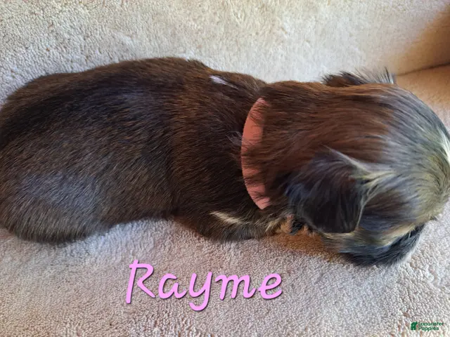 Lhasa Apso dogs for sale: AKC Rayme - Ad 2