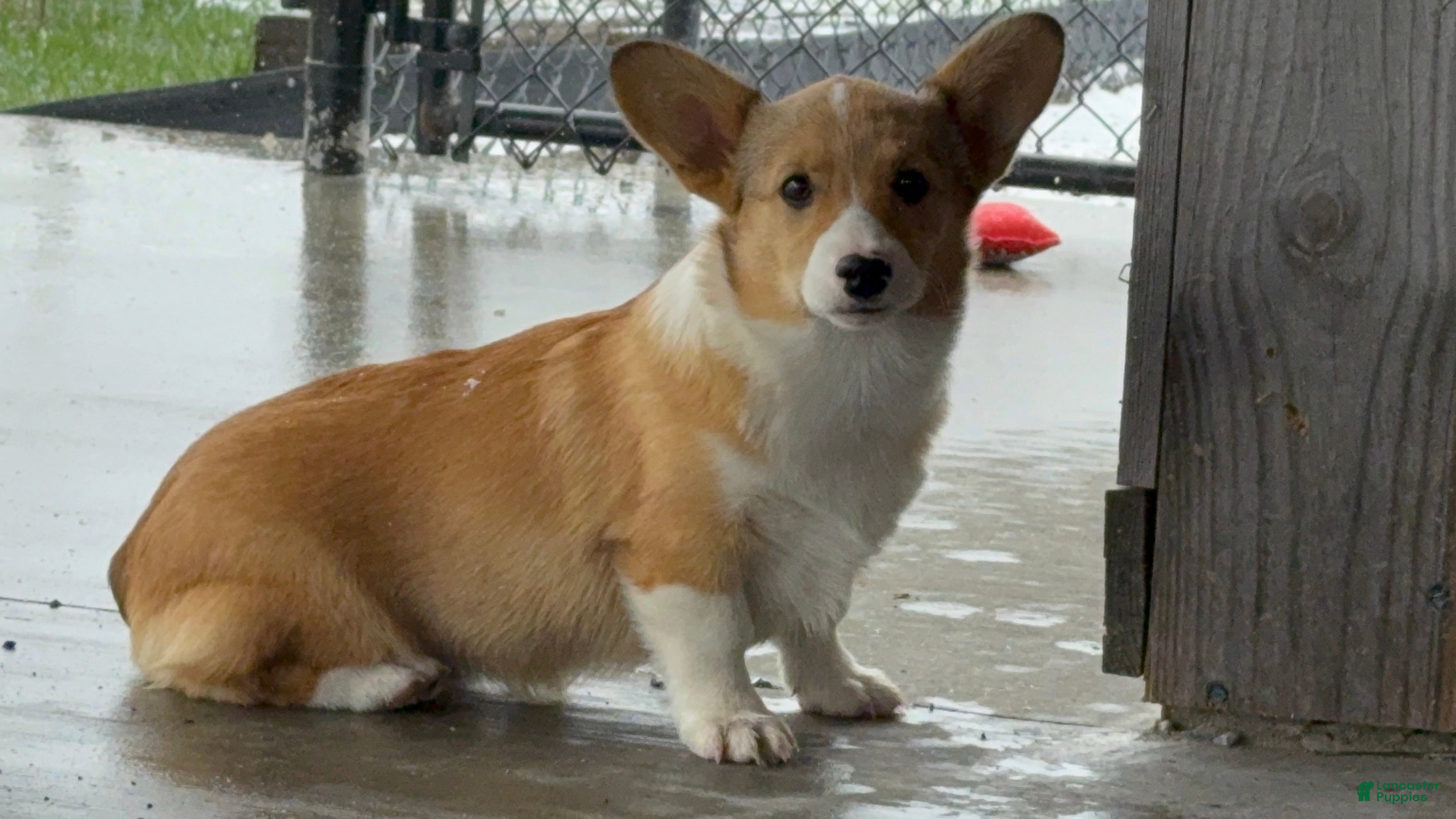 Welsh Corgi Pembroke dogs Kaitlynn  - Ad 1