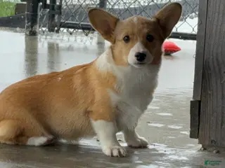 Welsh Corgi Pembroke dogs for sale: Kaitlynn - Ad 2