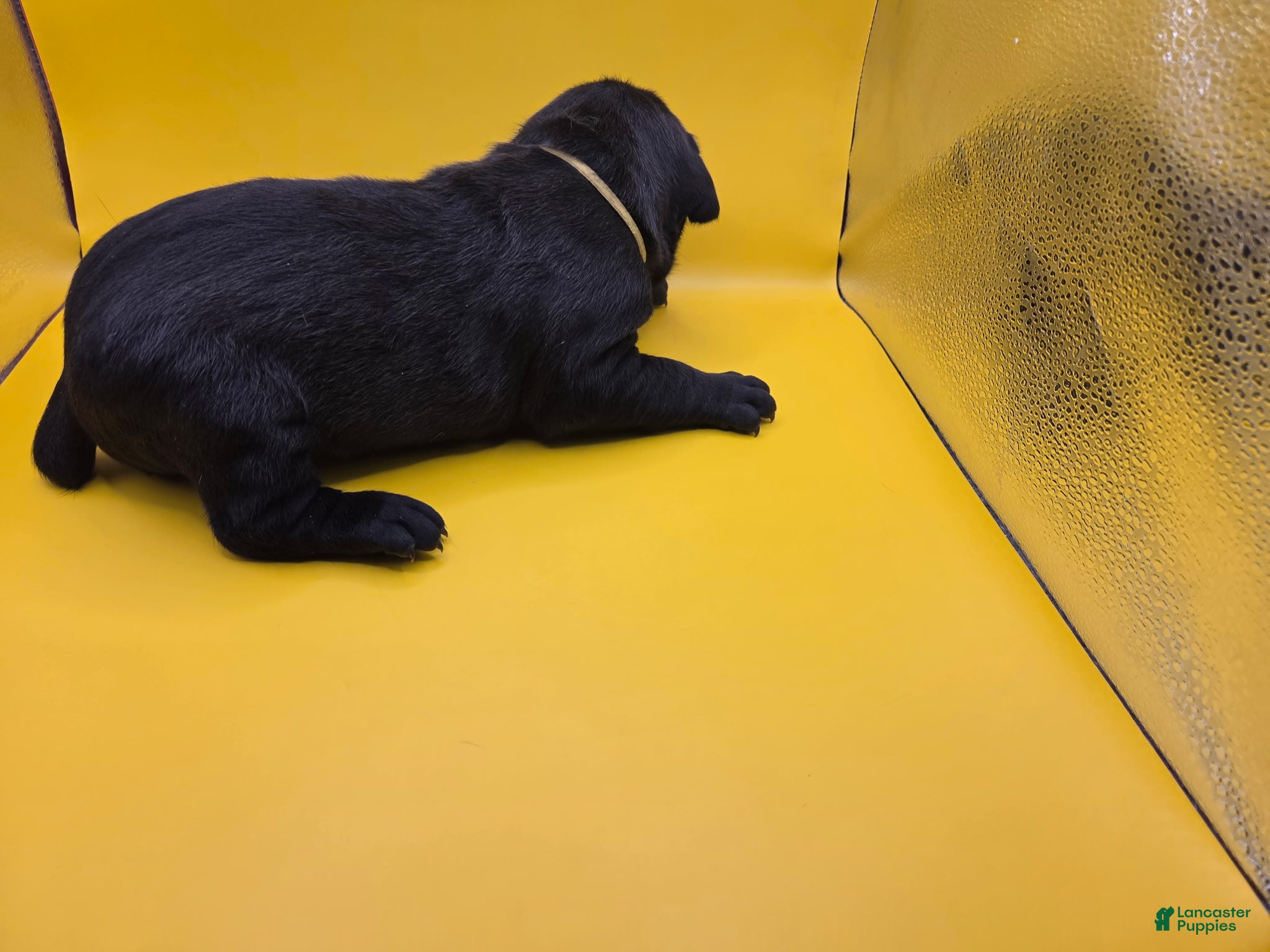 Mixed Breed dogs Yellow - Ad 21