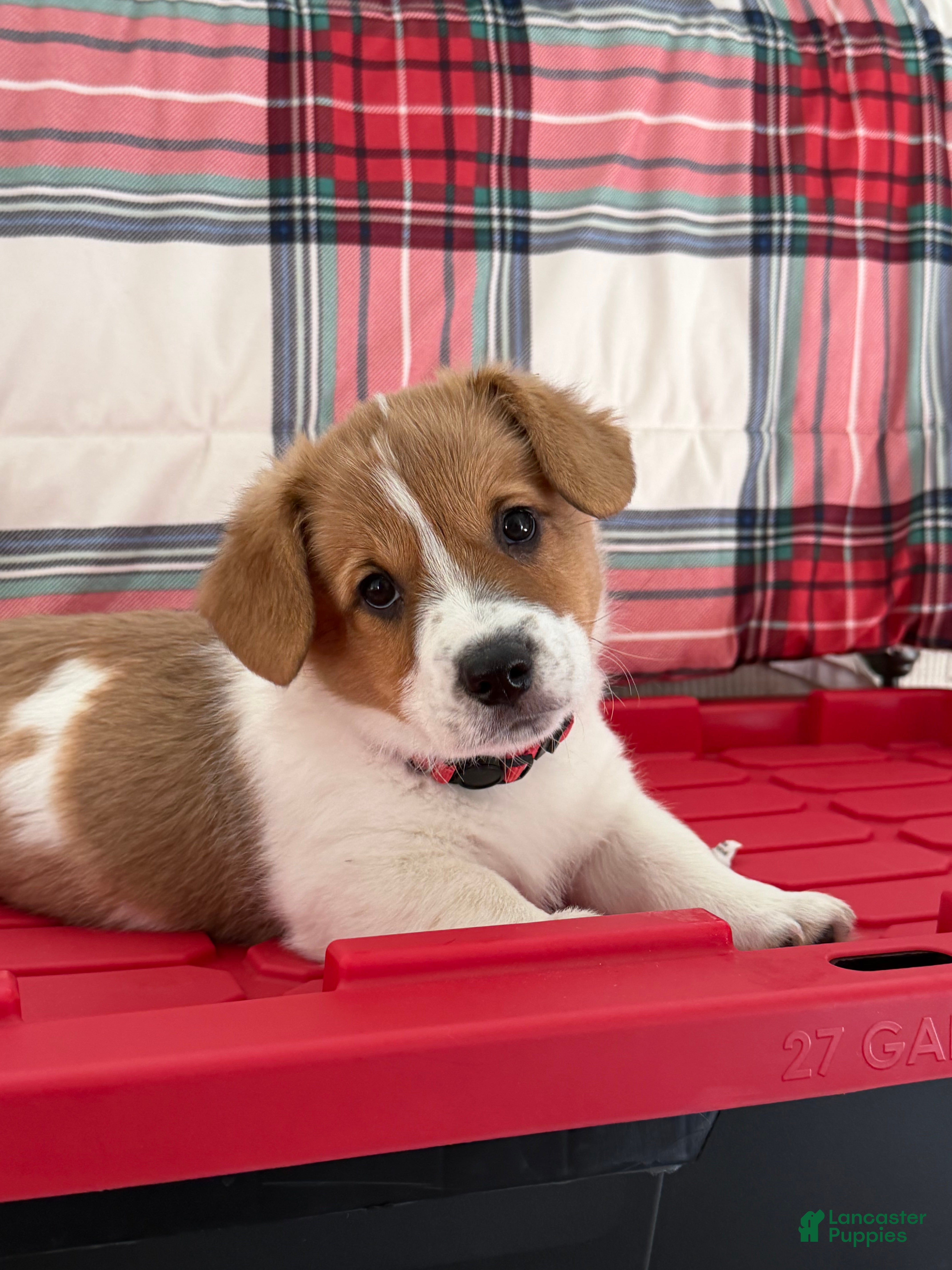 Welsh Corgi Pembroke dogs Lilo - hot pink - Ad 23