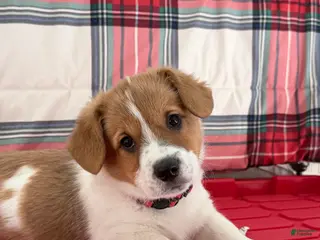 Welsh Corgi Pembroke dogs Lilo - hot pink - Ad 23