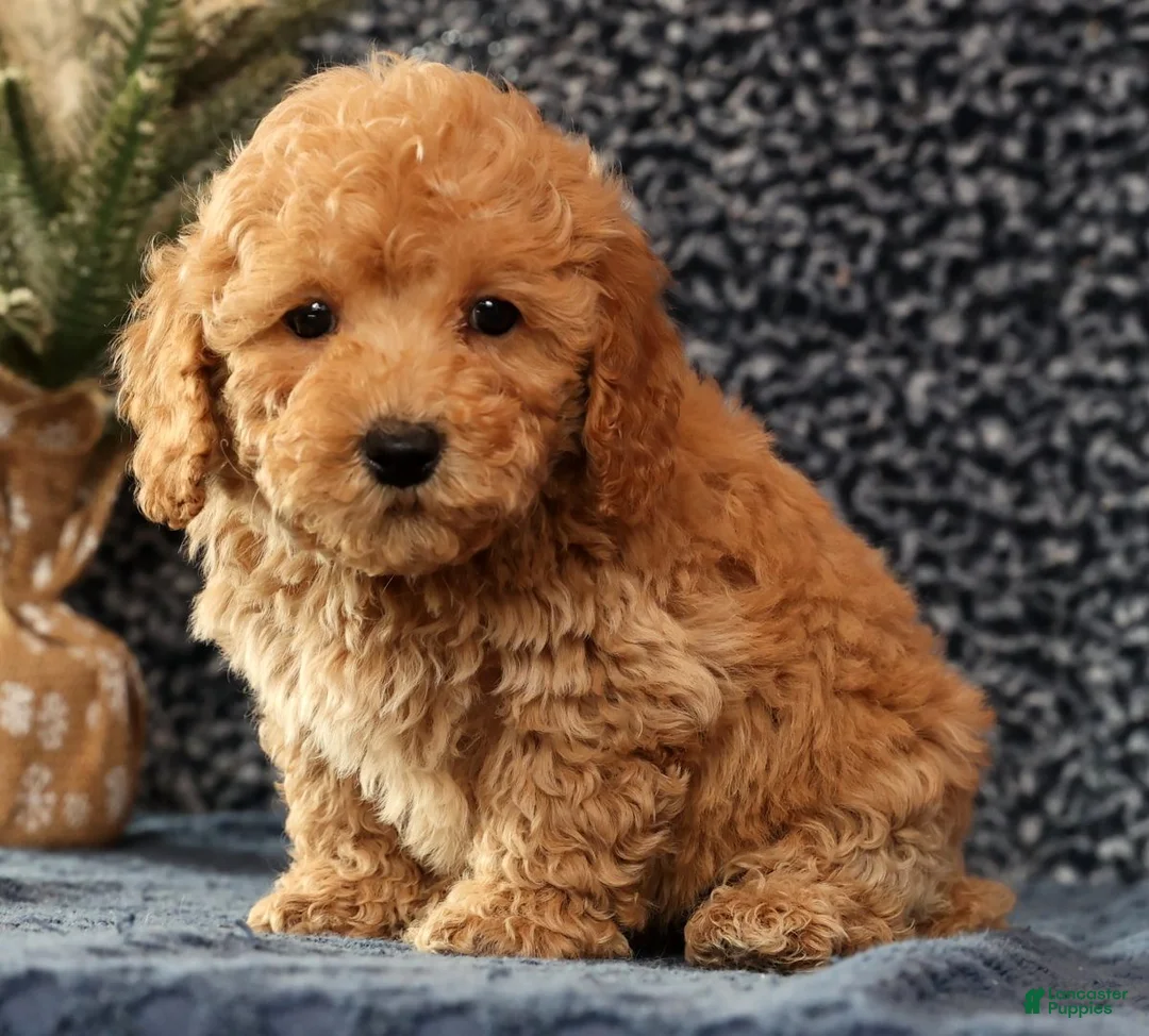 Bichpoo dogs for sale: Frisky - Ad 7