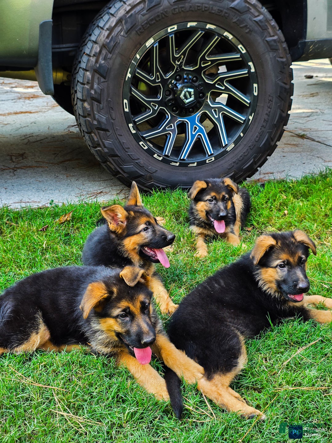 German Shepherd dogs for sale: German Shepherd Puppy 2 - Ad 4