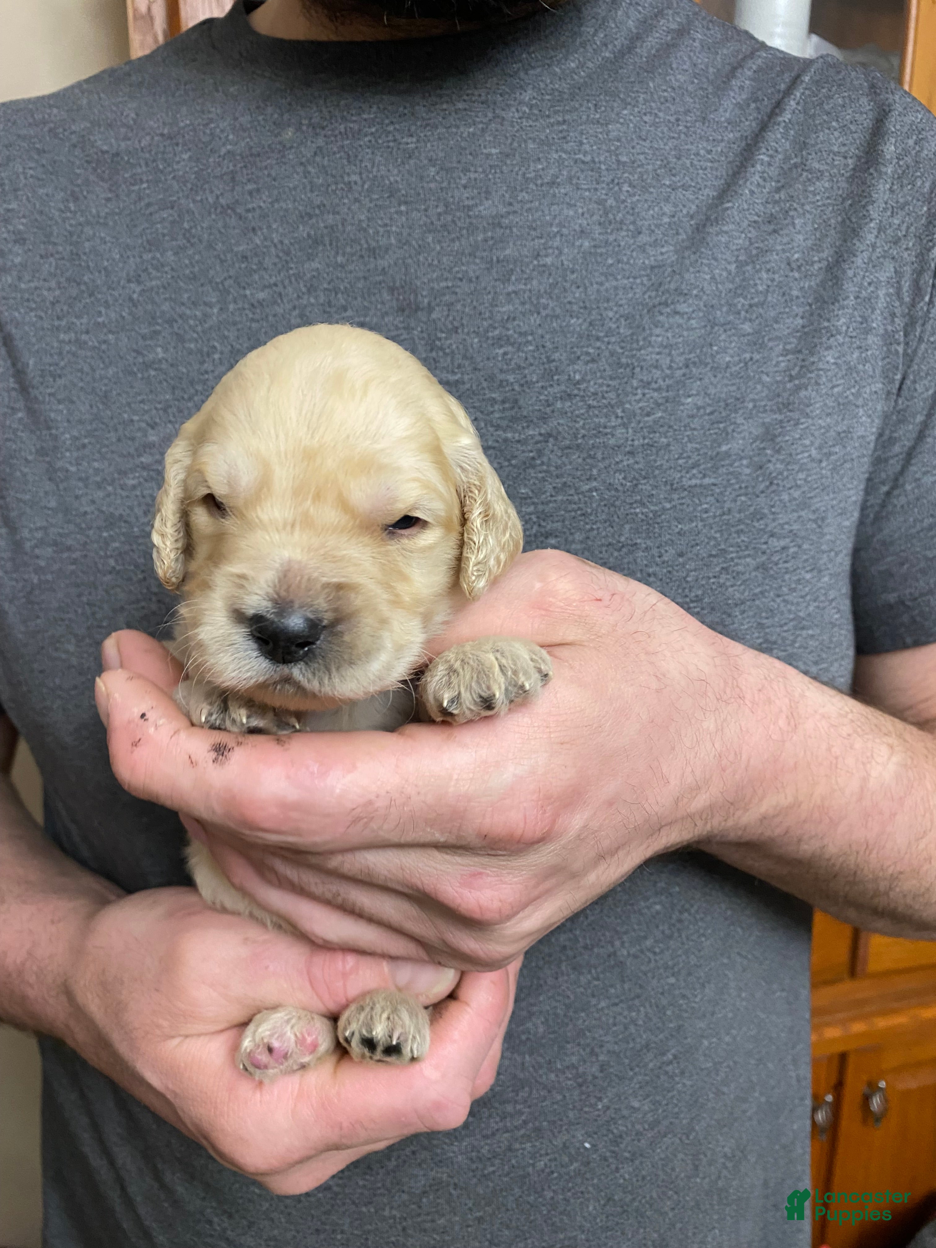 Goldendoodle dogs Goldendoodle Puppy 10 - Ad 27