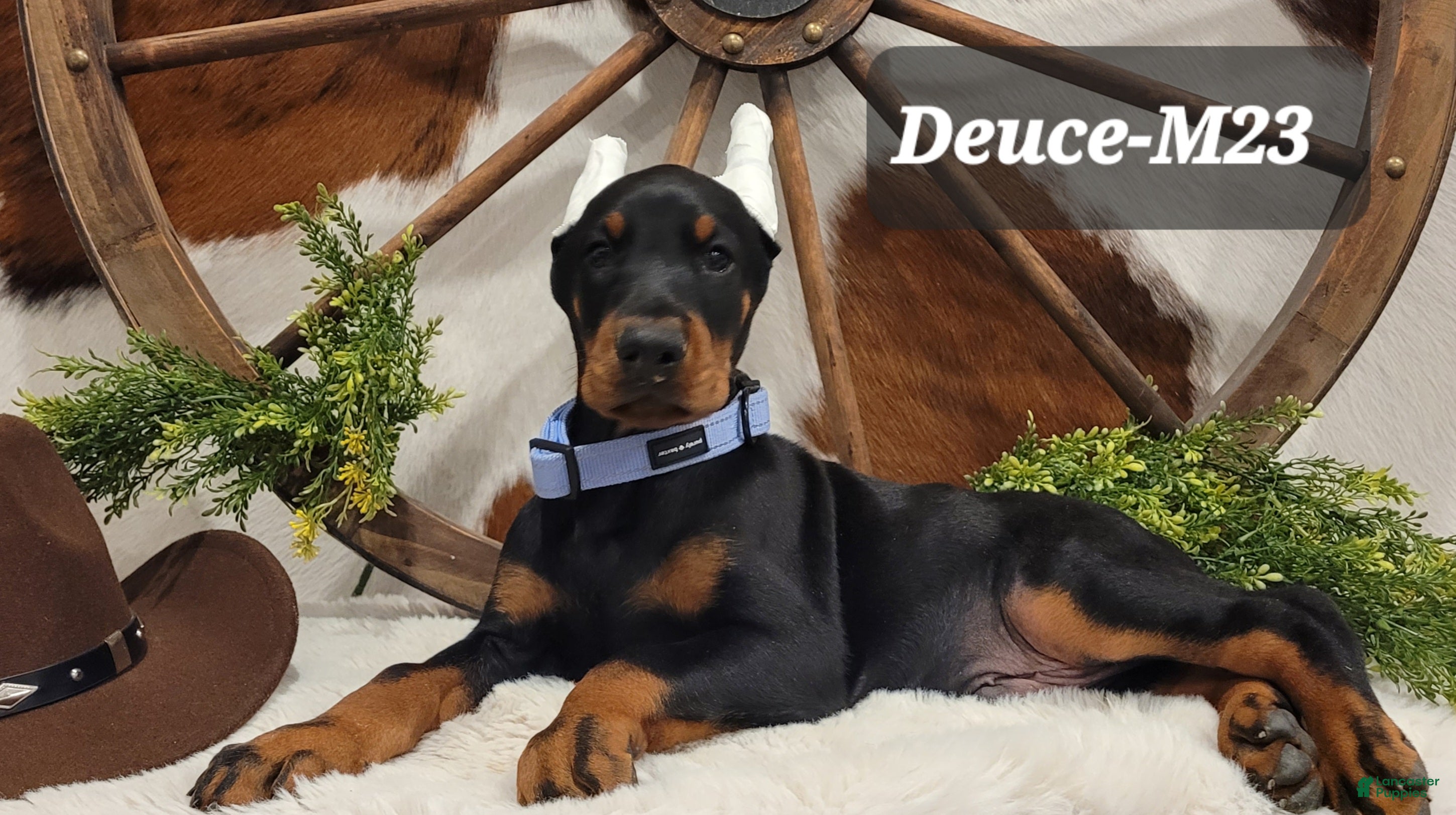 Doberman Pinscher dogs DEUCE - Ad 1