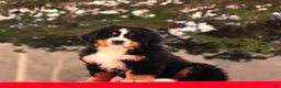 Bernese Mountain Dog dogs for sale: Blake - Ad 3