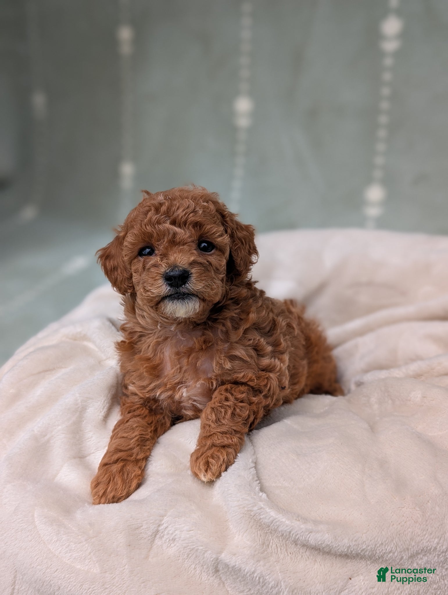 Toy Poodle dogs Paris  - Ad 1