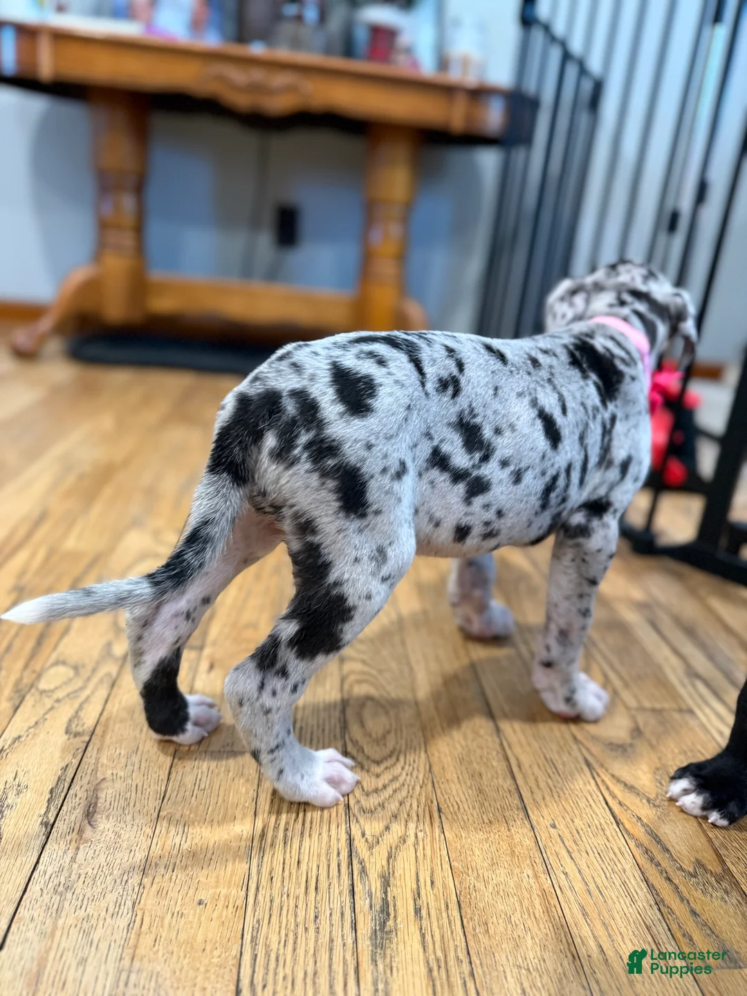 Great Dane dogs for sale: Angel - Ad 5