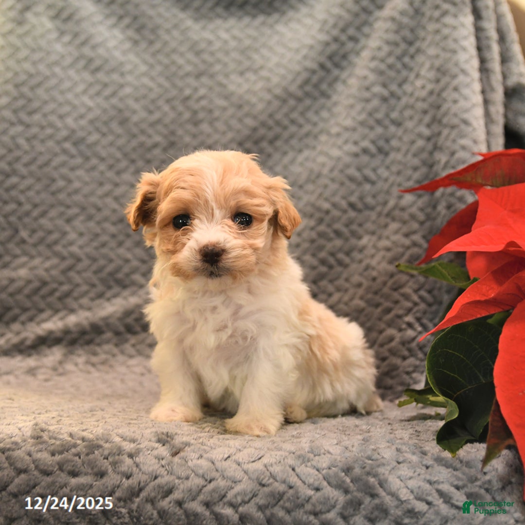 Maltipoo dogs for sale: Almond Joy - Ad 4
