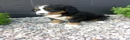 Bernese Mountain Dog dogs for sale: Grace - Ad 3