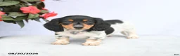 Miniature Dachshund dogs for sale: Honey - Ad 3
