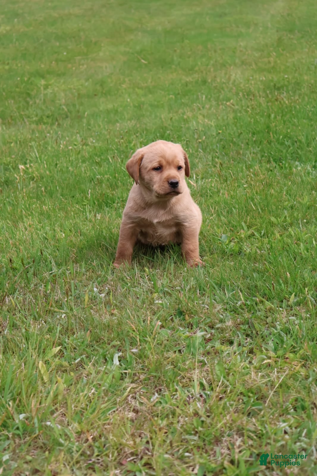 Labrador Retriever dogs for sale: Ginger - Ad 3