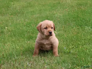Labrador Retriever dogs for sale: Ginger - Ad 3