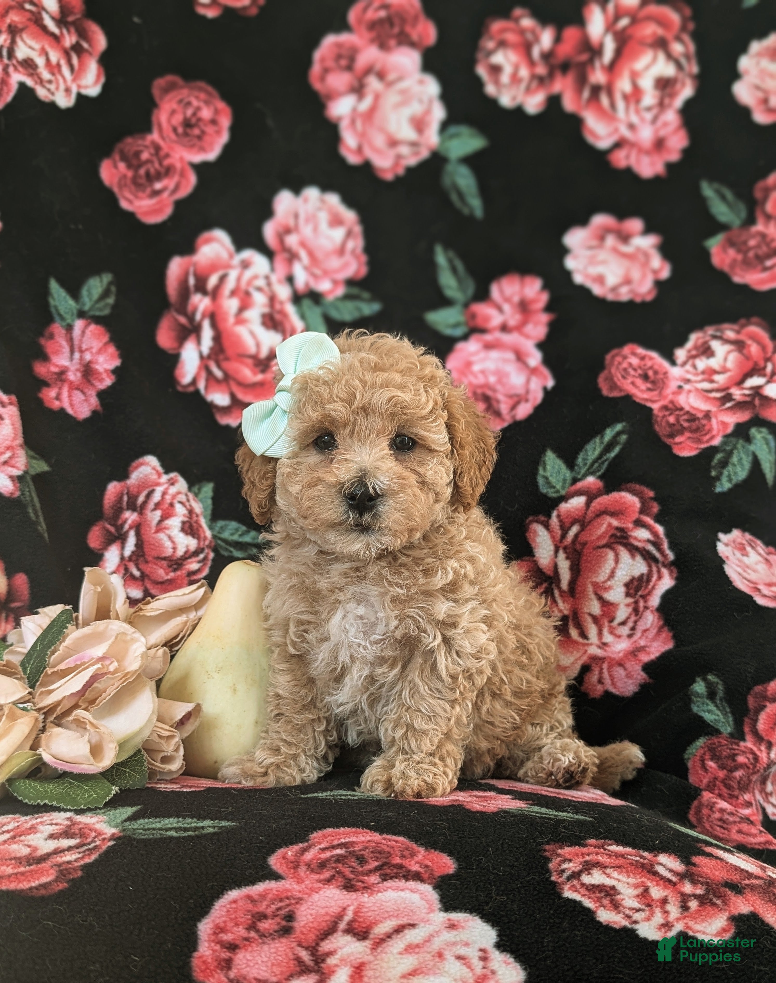 Maltipoo dogs for sale: Jasmine Hypoallergenic - Ad 1