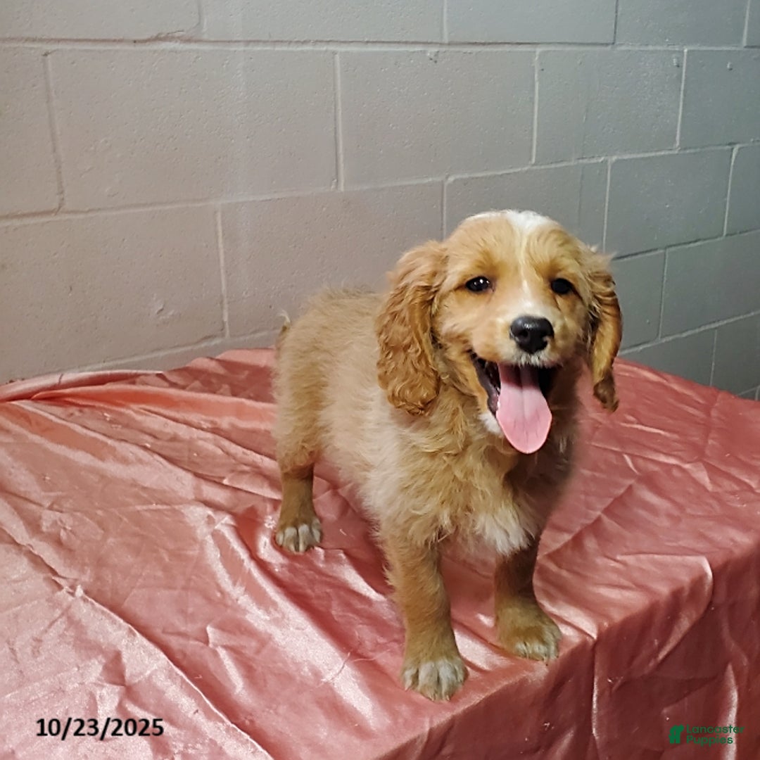 Mini Goldendoodle dogs for sale: Blossom - Ad 1