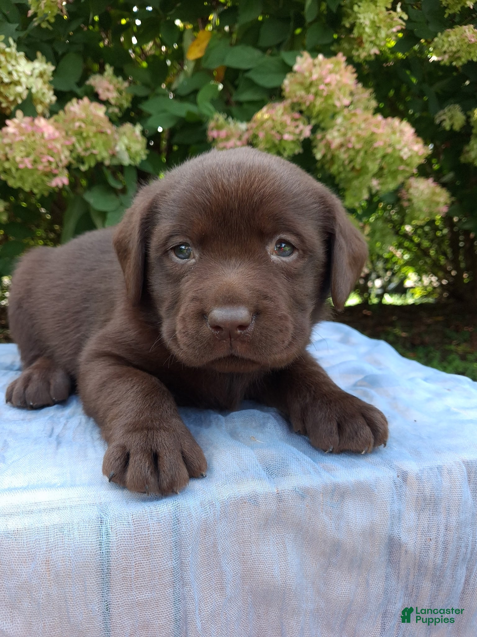 Labrador Retriever dogs Nash - Ad 2