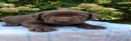 Labrador Retriever dogs for sale: Nash - Ad 2