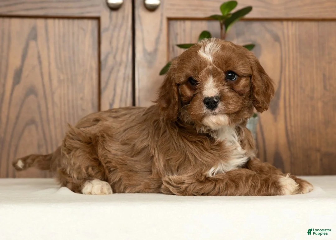Cavapoo dogs for sale: Max - Ad 9