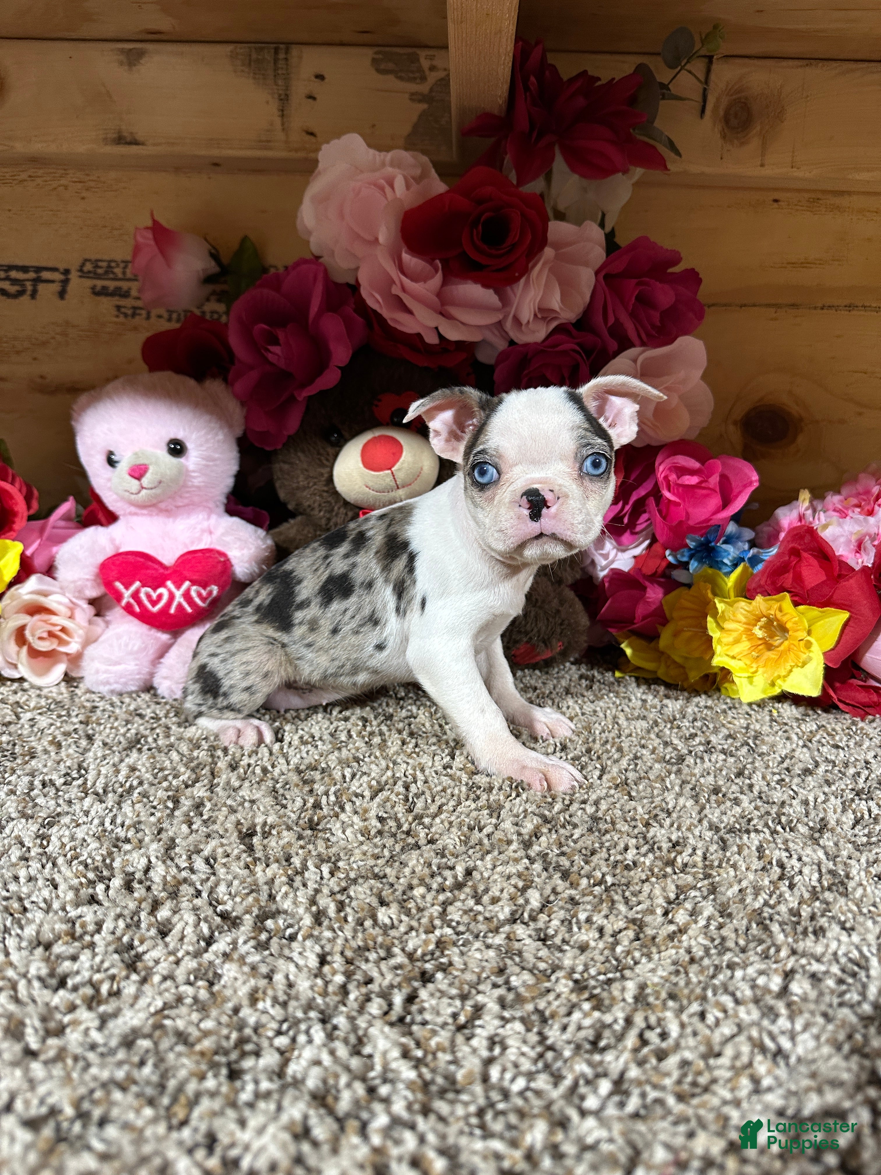 Boston Terrier dogs Boston Terrier 6 - Ad 1