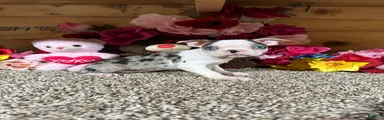Boston Terrier 6