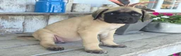 English Mastiff dogs for sale: Alexus - Ad 5
