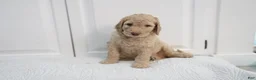 Standard Poodle dogs for sale: Standard Poodle 1 - Ad 1