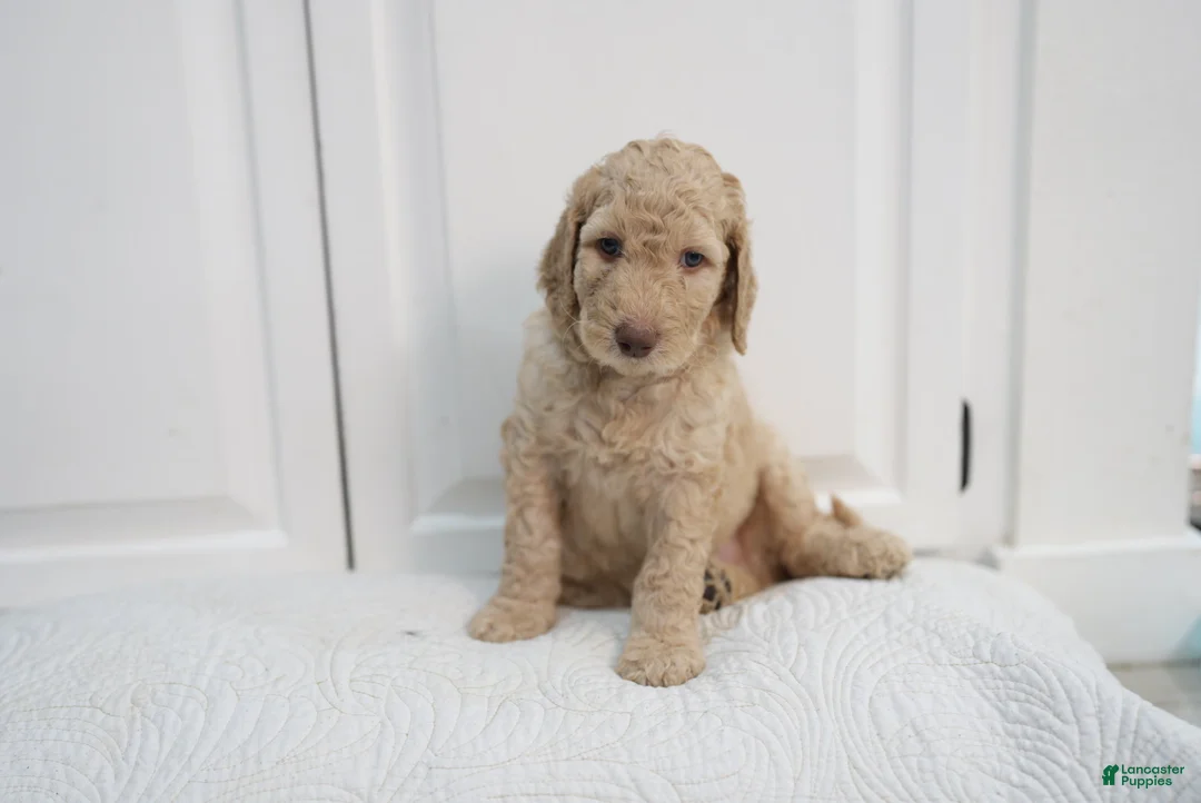 Standard Poodle dogs for sale: Standard Poodle 1 - Ad 1