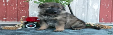 Kora