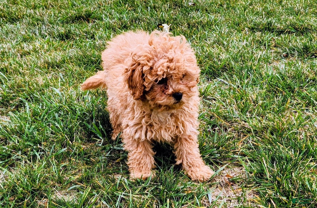 Cavapoo dogs for sale: Jake - Ad 2
