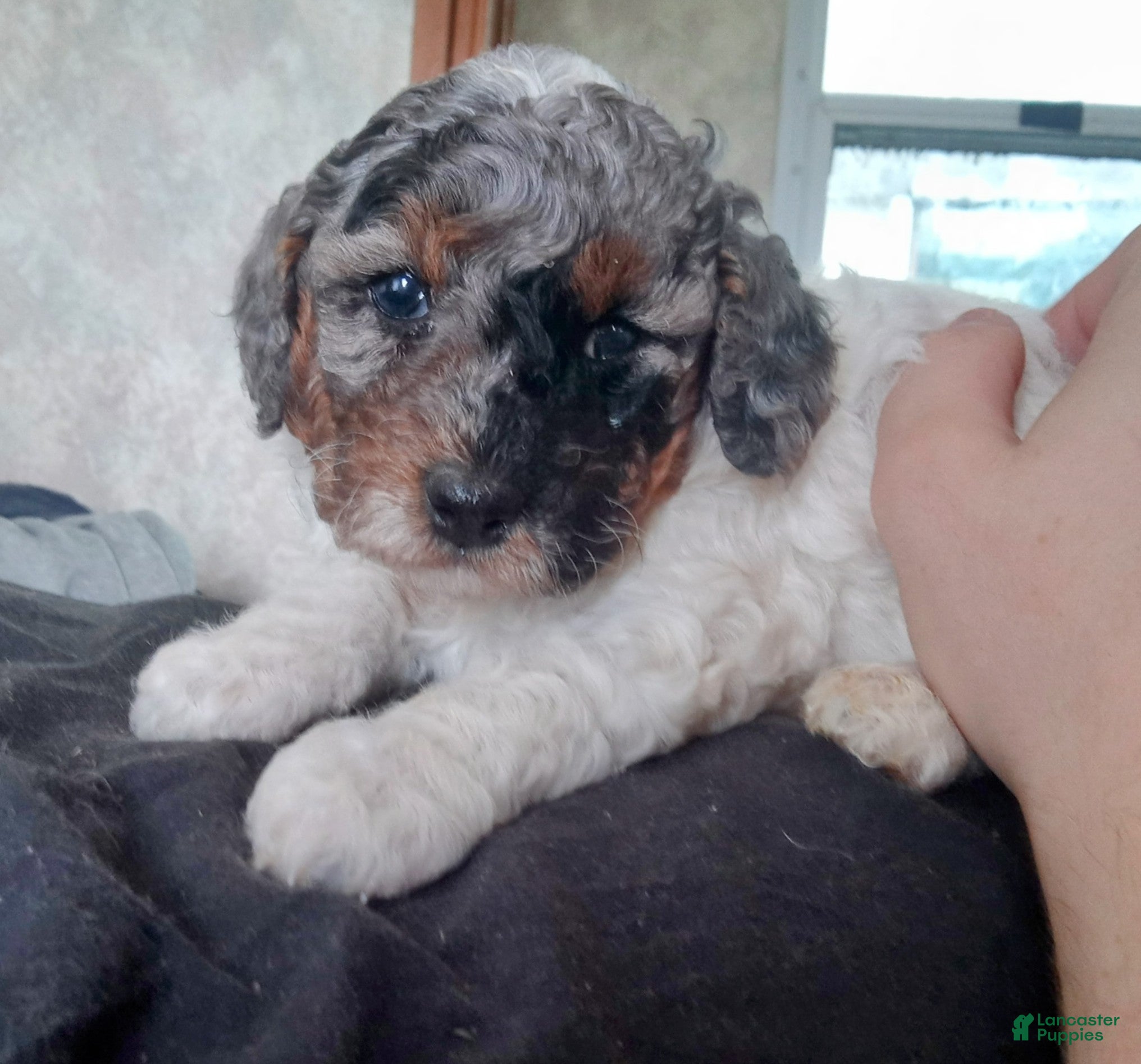 Toy Poodle dogs Lil Blue Merle girl  - Ad 20