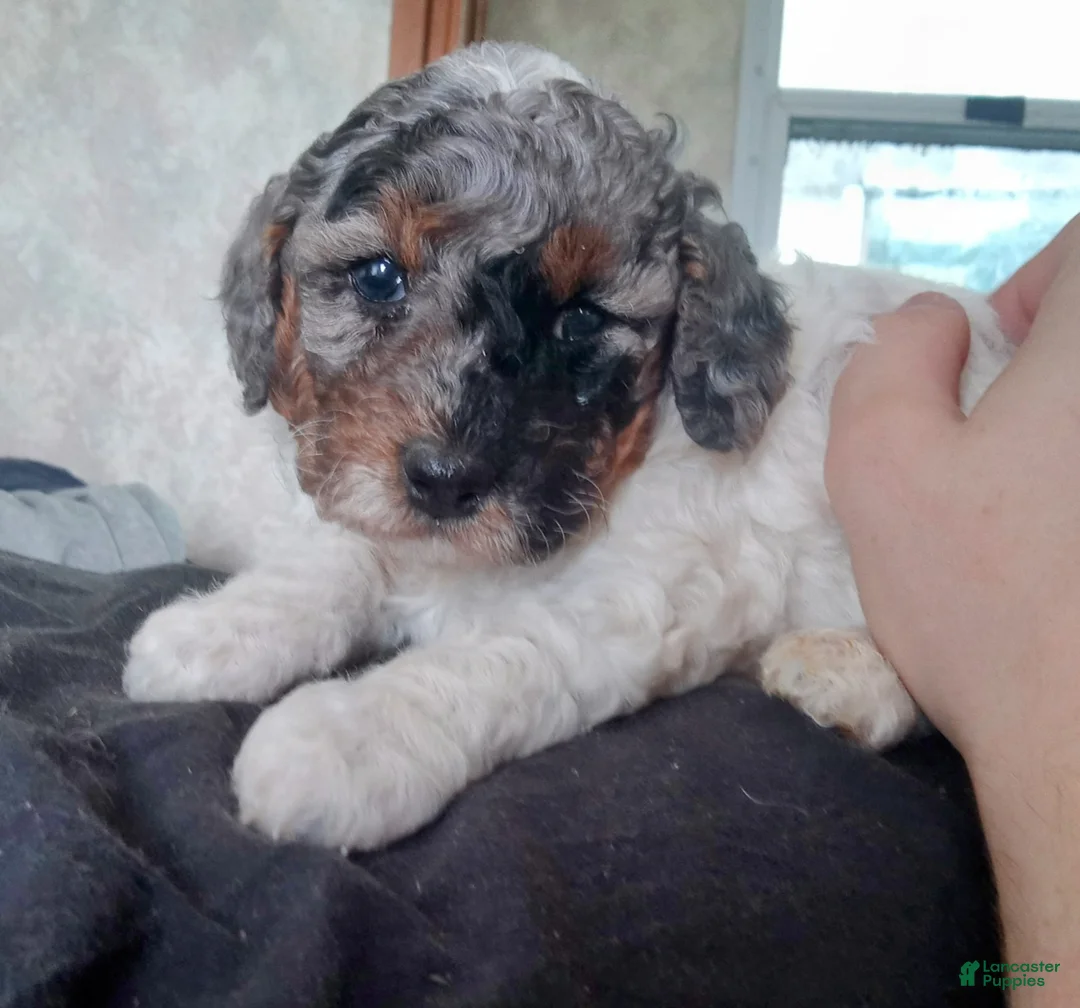 Toy Poodle dogs for sale: Lil Blue Merle girl  - Ad 1