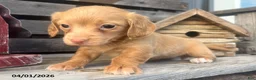 Miniature Dachshund dogs for sale: Mindy - Ad 3