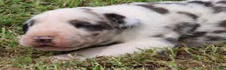 Great Dane dogs for sale: Great Dane 2 - Ad 9