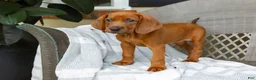 Redbone Coonhound dogs for sale: Belle - Ad 6