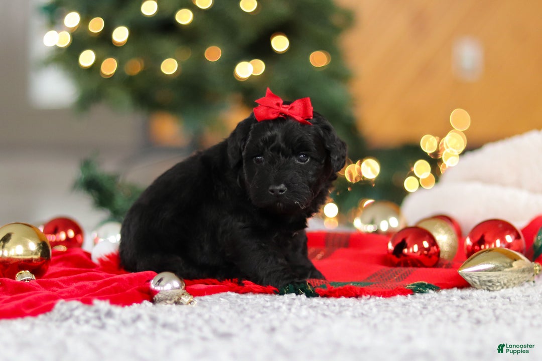 Mini Goldendoodle dogs for sale: Pippa  - Ad 7