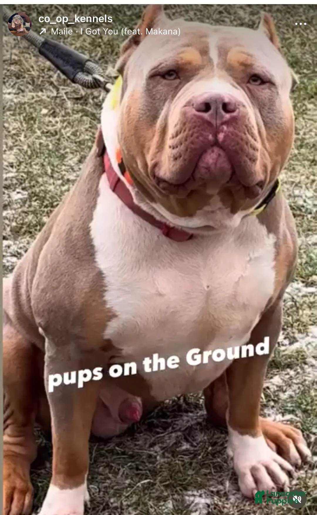 American Bully dogs for sale: Rage - Ad 3