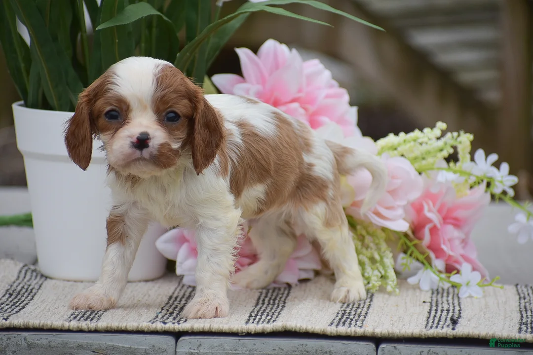 Cavalier King Charles Spaniel dogs for sale: Conner - Ad 2