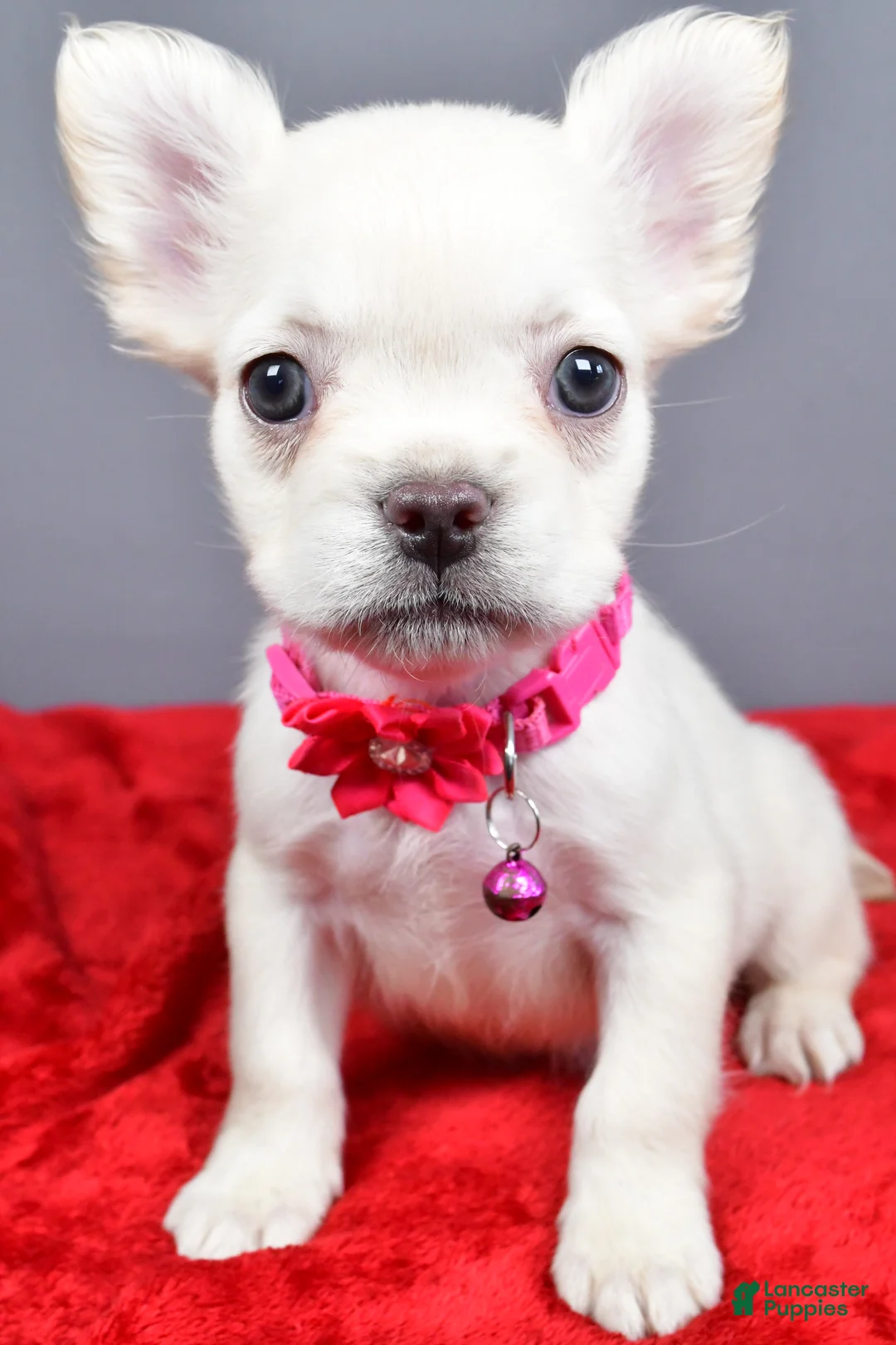 French Bulldog dogs for sale: Zoey - Ad 1