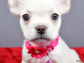 French Bulldog dogs for sale: Zoey - Ad 2