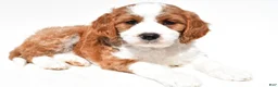 Mini Goldendoodle dogs for sale: Heidi - Ad 1