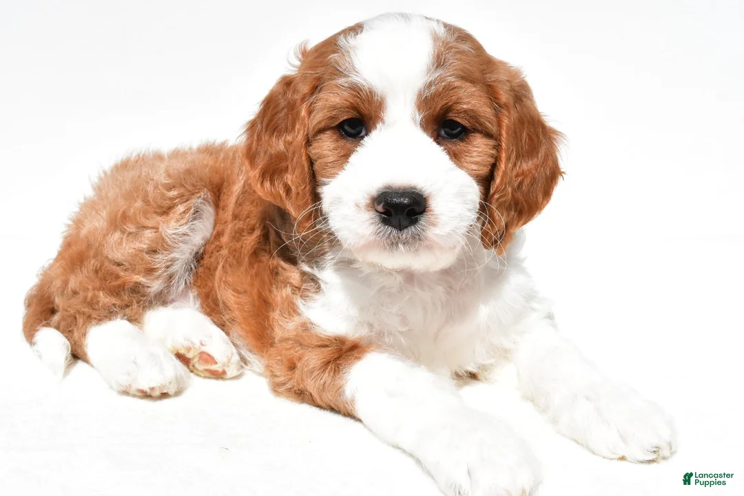 Mini Goldendoodle dogs for sale: Heidi - Ad 1