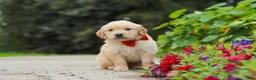 Golden Retriever dogs for sale: Baldo - Ad 6