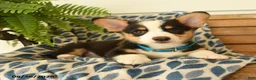 Welsh Corgi Pembroke dogs for sale: Chuck - Ad 5
