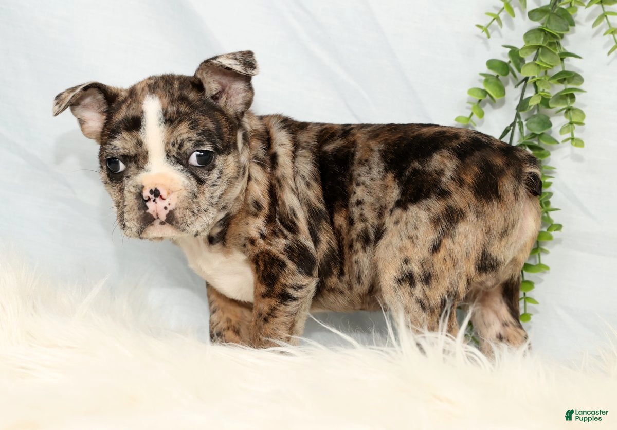 Frenchton dogs Simba - Ad 2