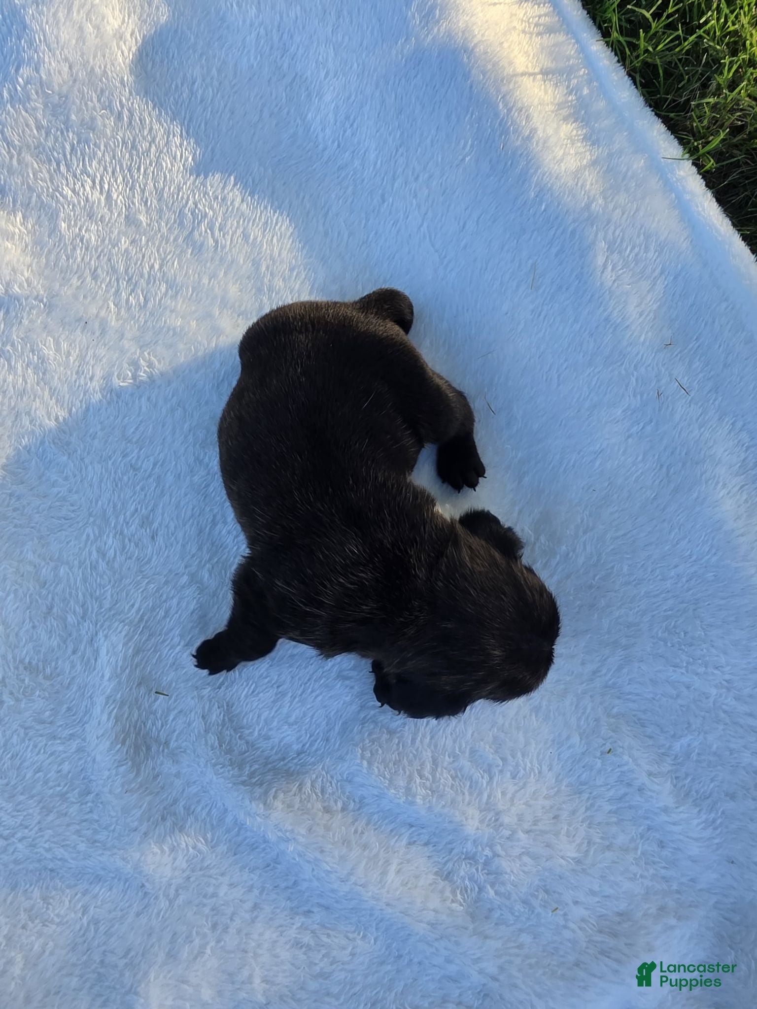 Pug dogs Chunky dark brindle male pug puppy - Ad 2