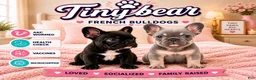 French Bulldog dogs for sale: Matilda - Ad 10