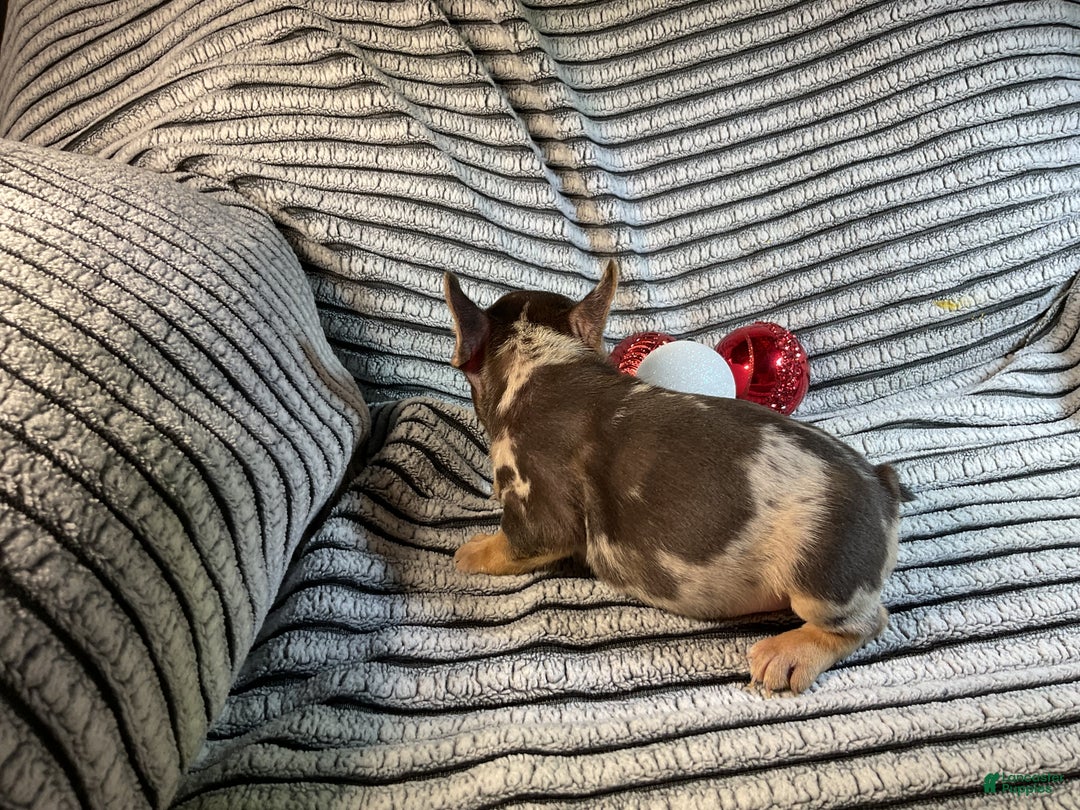 French Bulldog dogs for sale: Max  - Ad 14