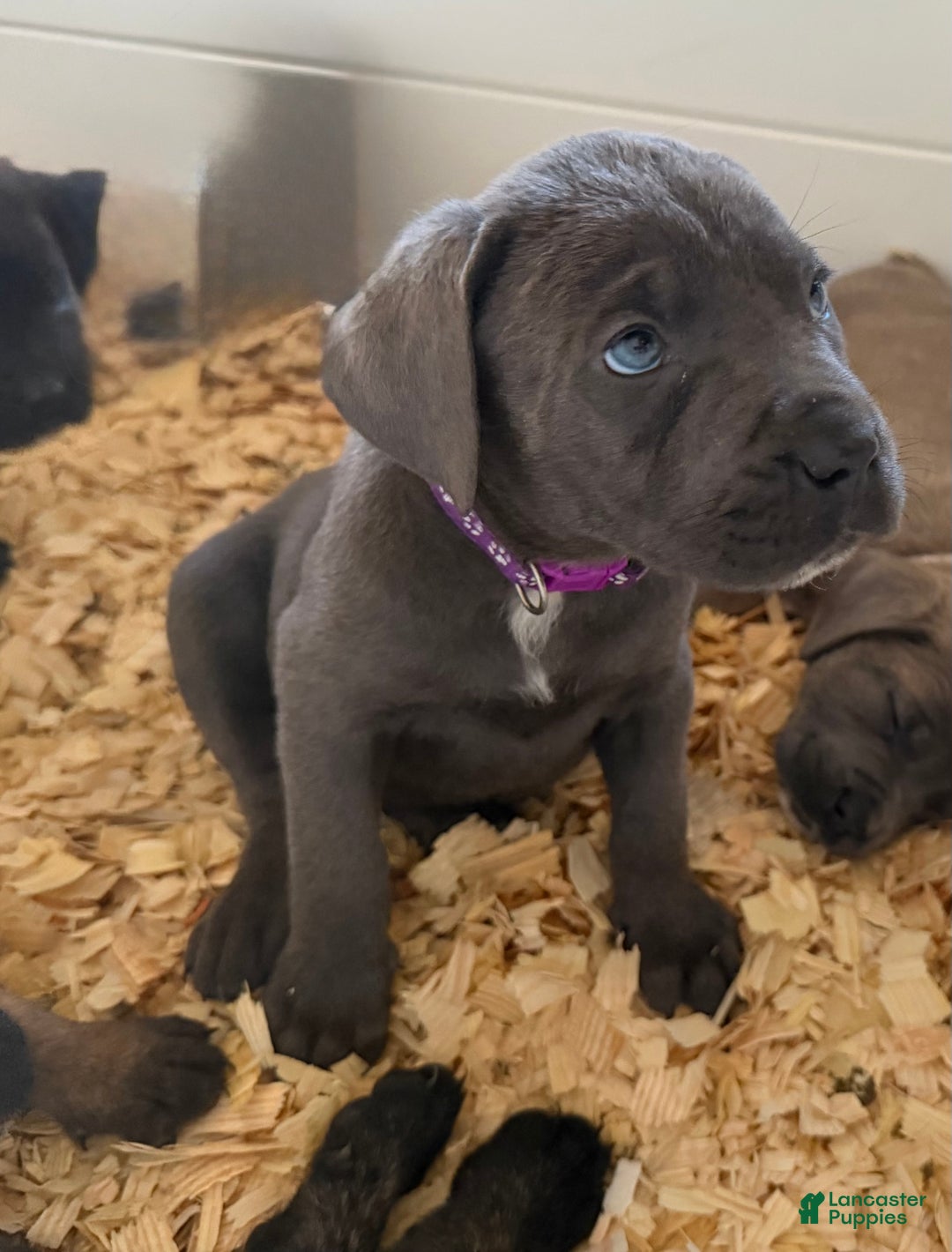 Cane Corso dogs for sale: Lexi - Ad 2